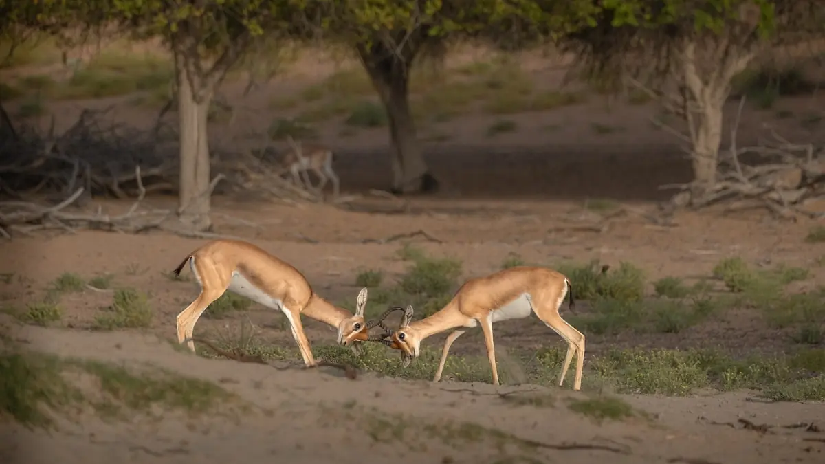 Arabian gazelles in the Dubai Desert Conservation Reserve