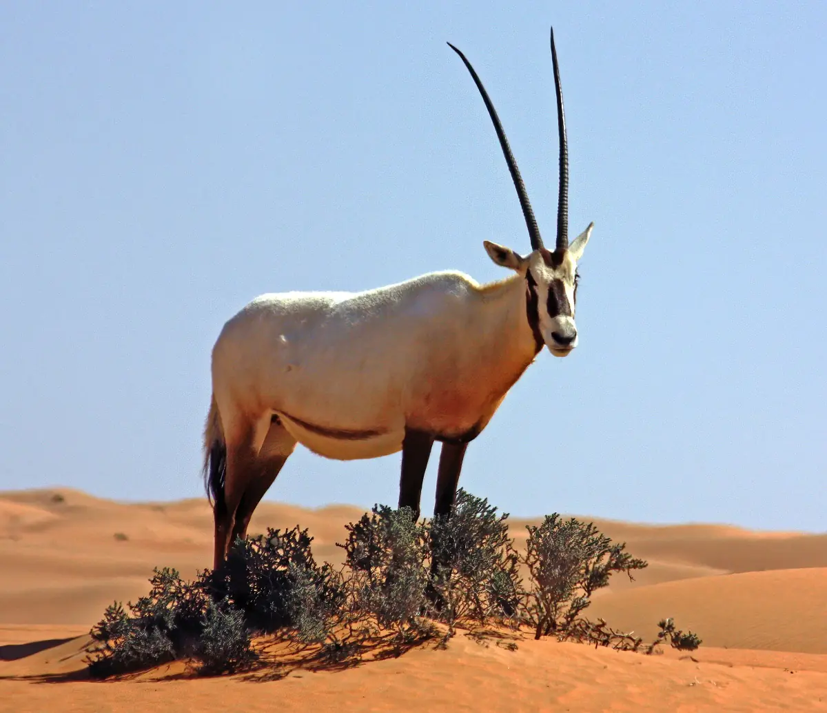 An Arabian oryx in the Dubai Desert Conservation Reserve