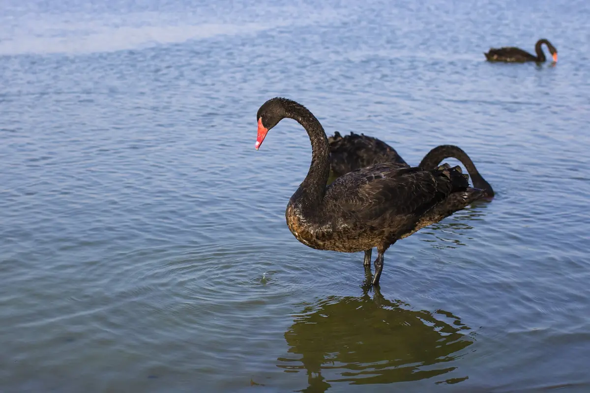 A black swan at Al Qudra Lake