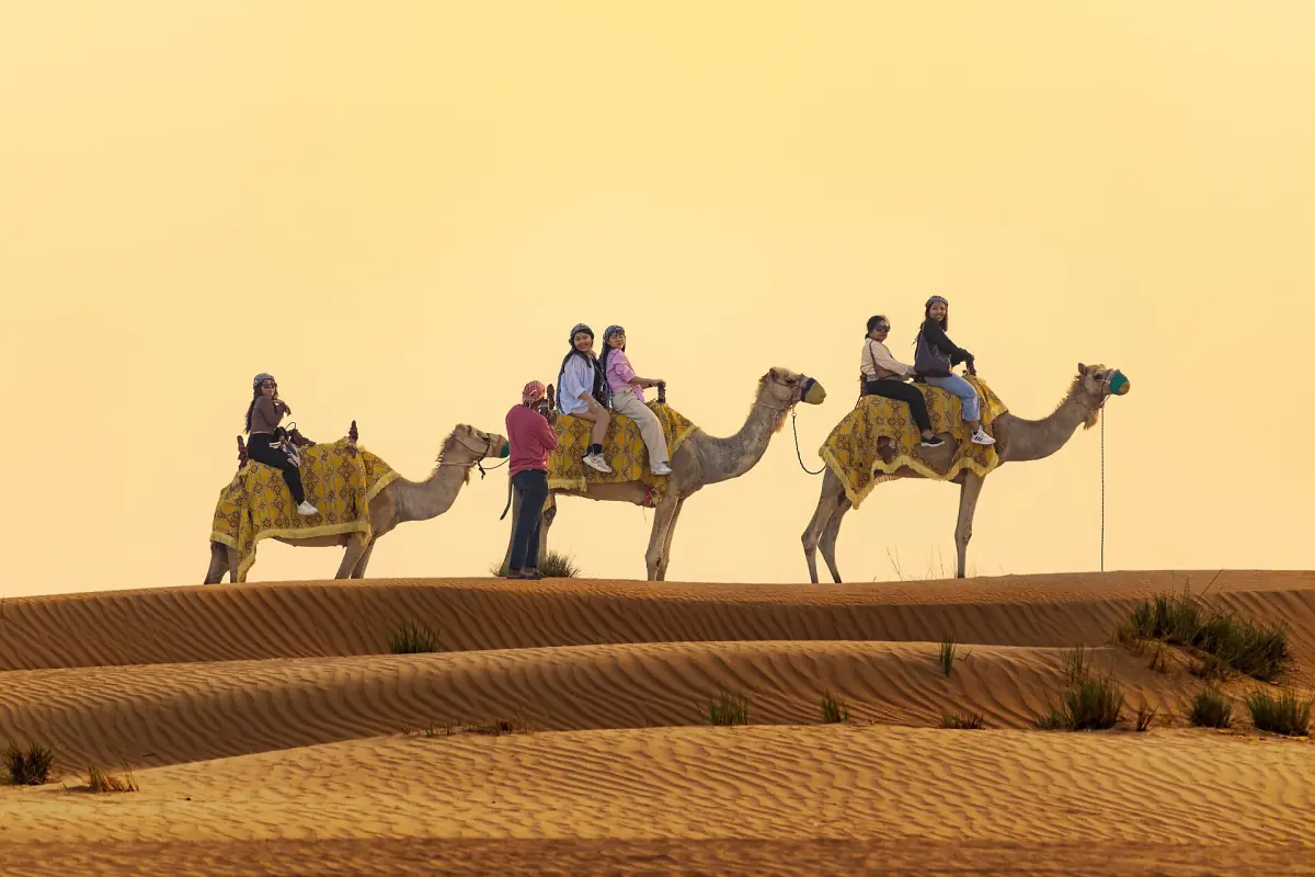 Visitors riding camels on the dunes near Dubai
