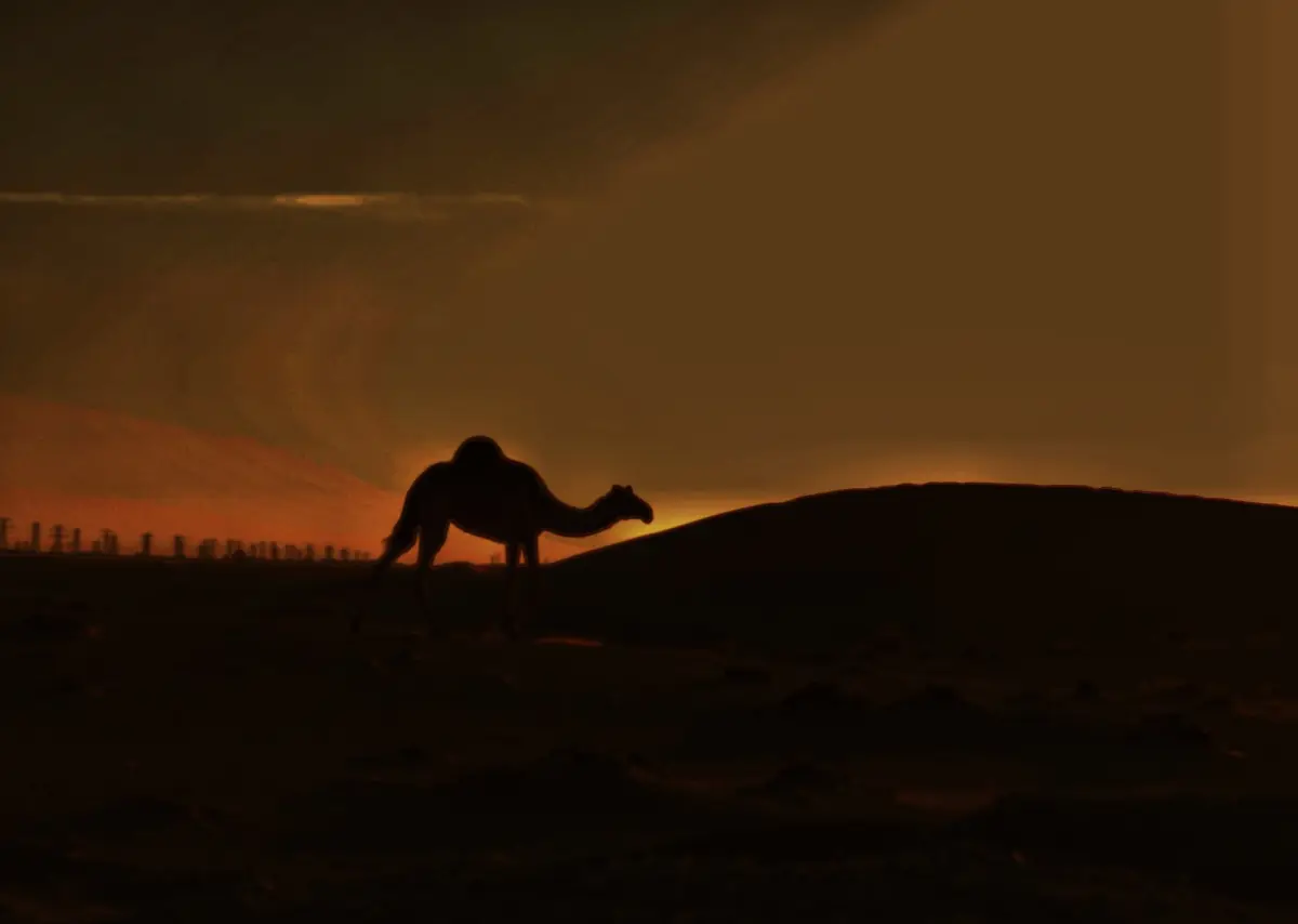 A camel silhouetted on a dune at dusk