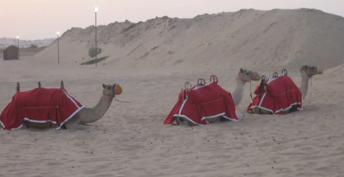 Saddled camels resting in the sand