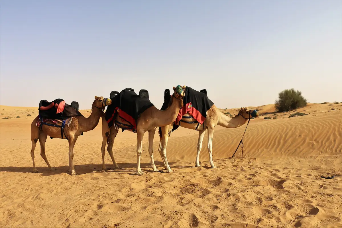 Saddled camels waiting for riders in the Dubai desert
