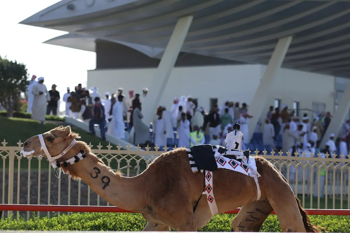 Camels at a race track in Dubai