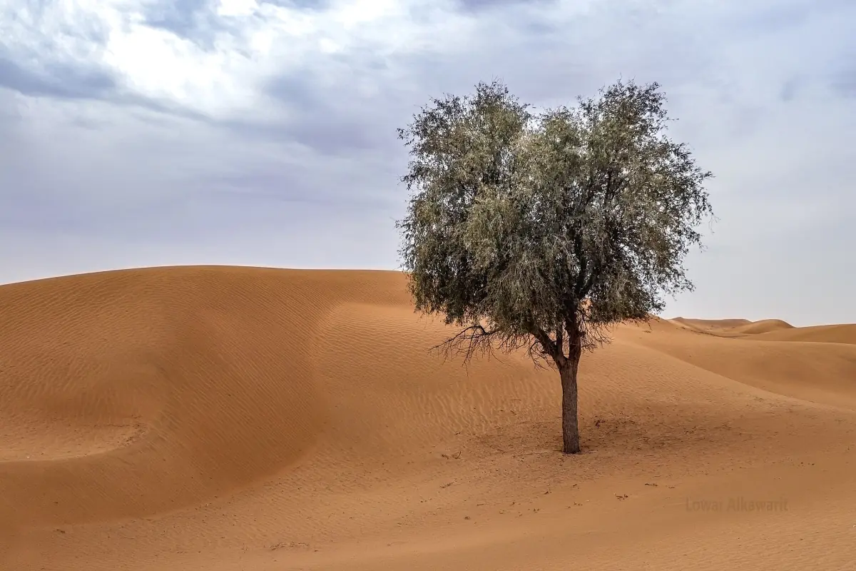 Ein einzelner Ghaf-Baum auf den Dünen