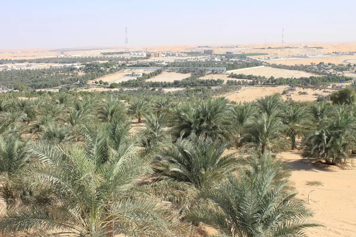 Date palms in the Liwa Oasis