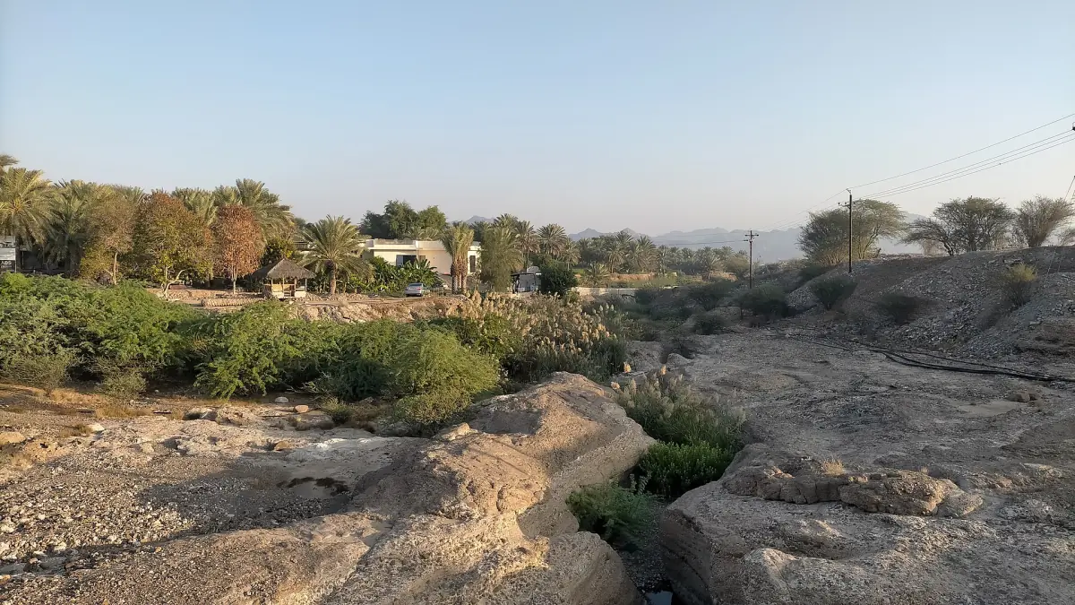 A wadi with trees at Hatta